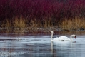 003_Biebrza - kwiecien 2011